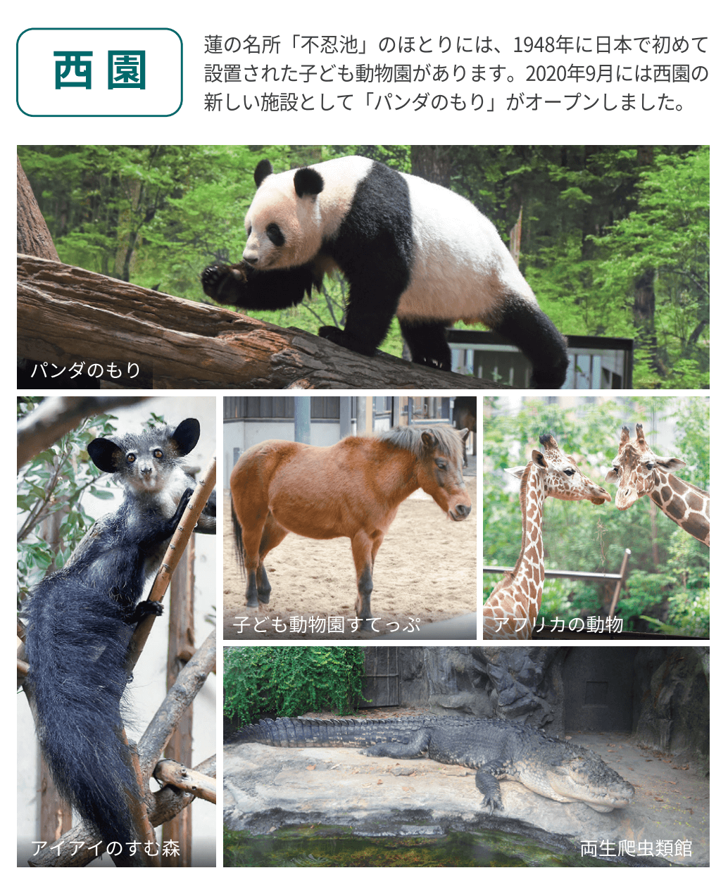 우에노 공원 동물 귀엽다