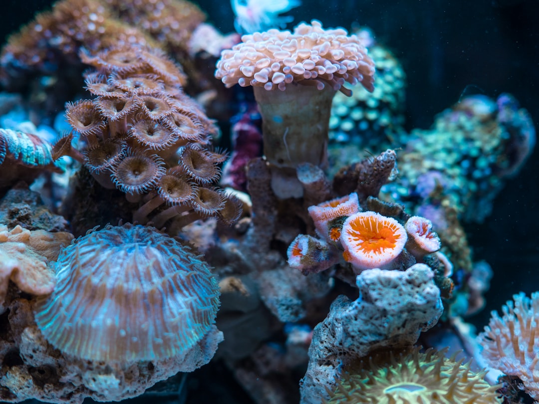 Coral