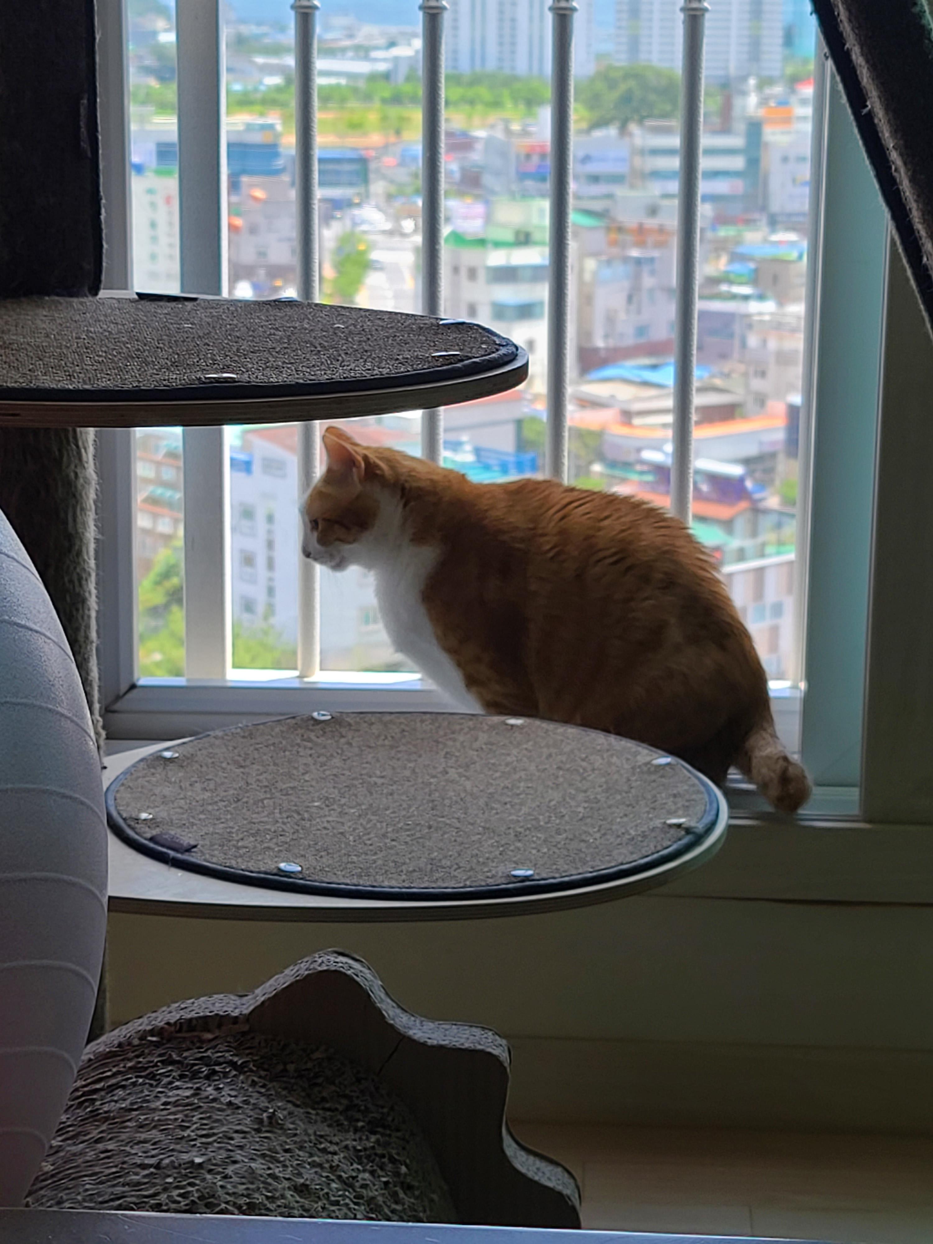 섭섭한게 많아서 말이 많아진 수다냥이 호야. 엄마랑 눈맞춤은 필수.