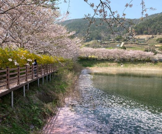 여수 벚꽃 명소