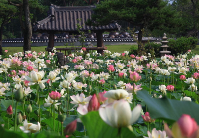 세미원 연꽃축제 주차장 및 연꽃문화재 행사 프로그램과 관련된 만개한 연꽃 사진