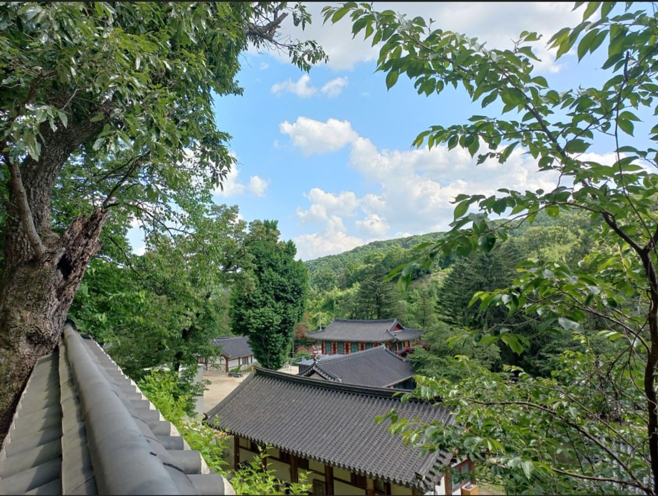 위에서 내려다본 여름의 묘적사