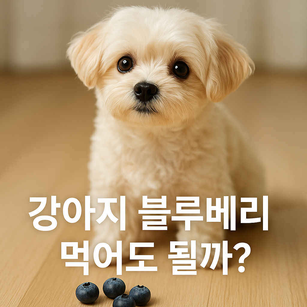 강아지 블루베리 먹어도 될까?실사형 이미지