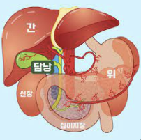 담낭염의 증상, 제거 수술, 치료 원인 좋은 음식 알아보기