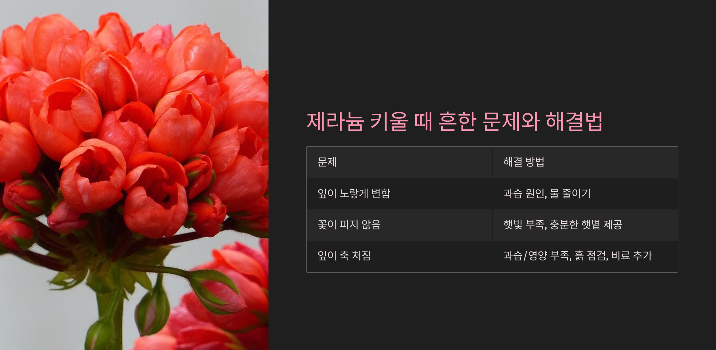 제라늄