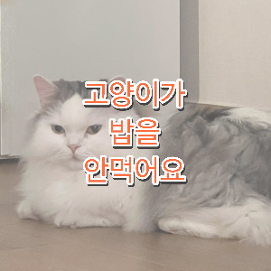 고양이 식사거부
