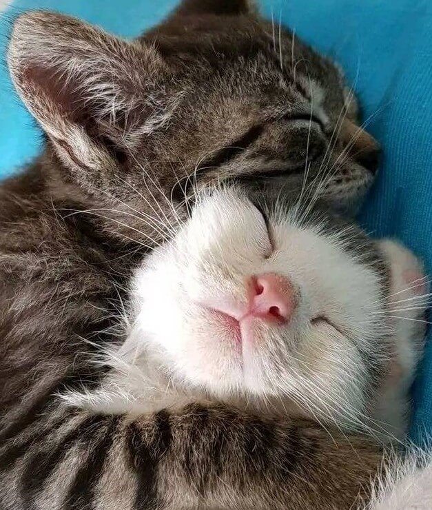 고양이의-콧수염은-매력적일-뿐-아니라-감각기관이므로-유의해서-다뤄야-함-사진