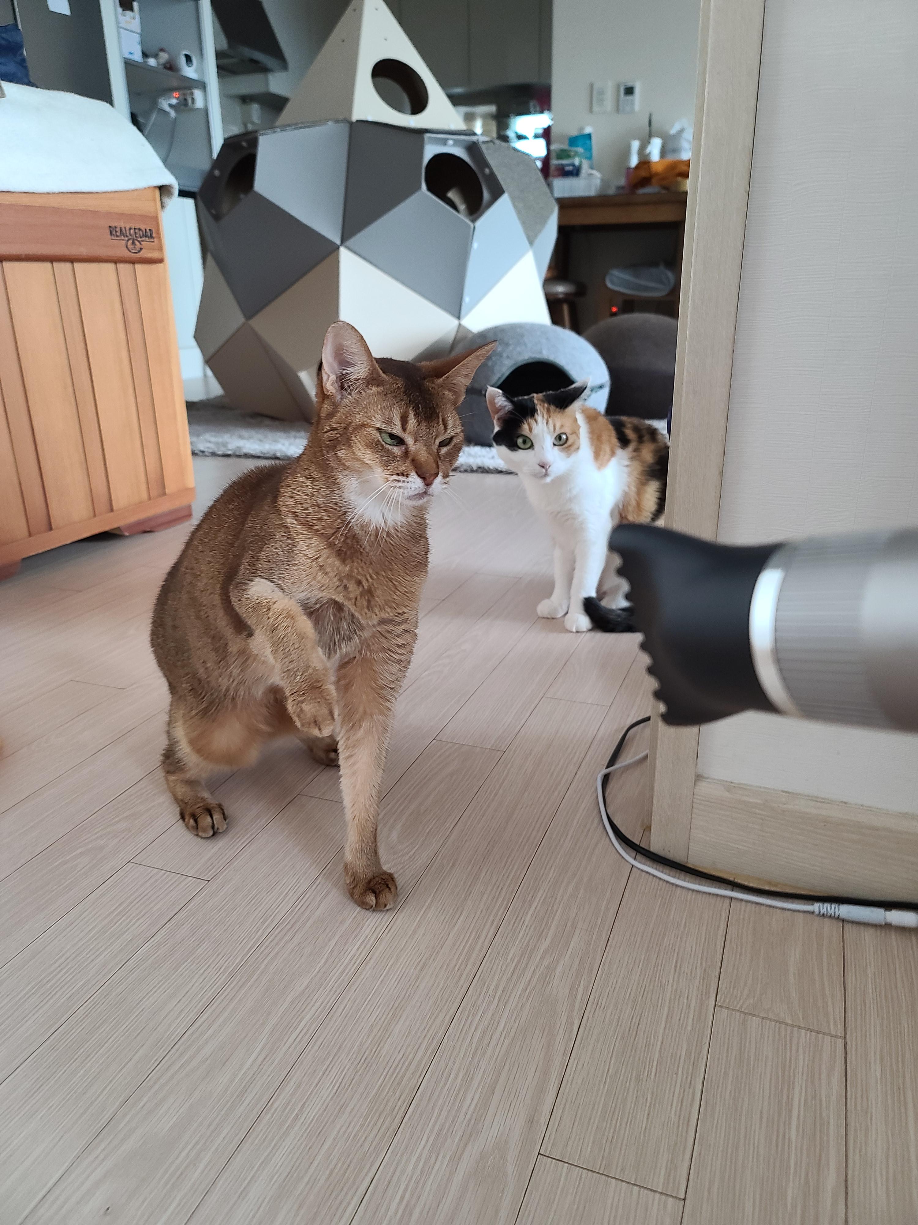 신고식 안한 신입 드라이기 혼쭐내는 용감한 아비시니안고양이 루디.