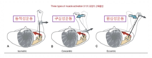 근육의 움직임