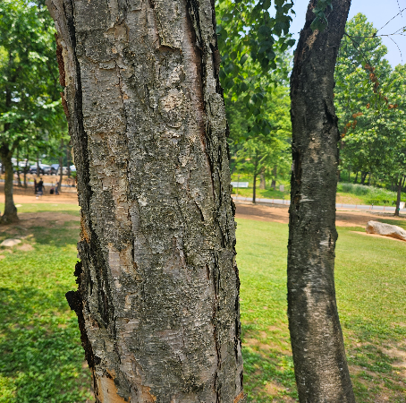 물박달나무 수피