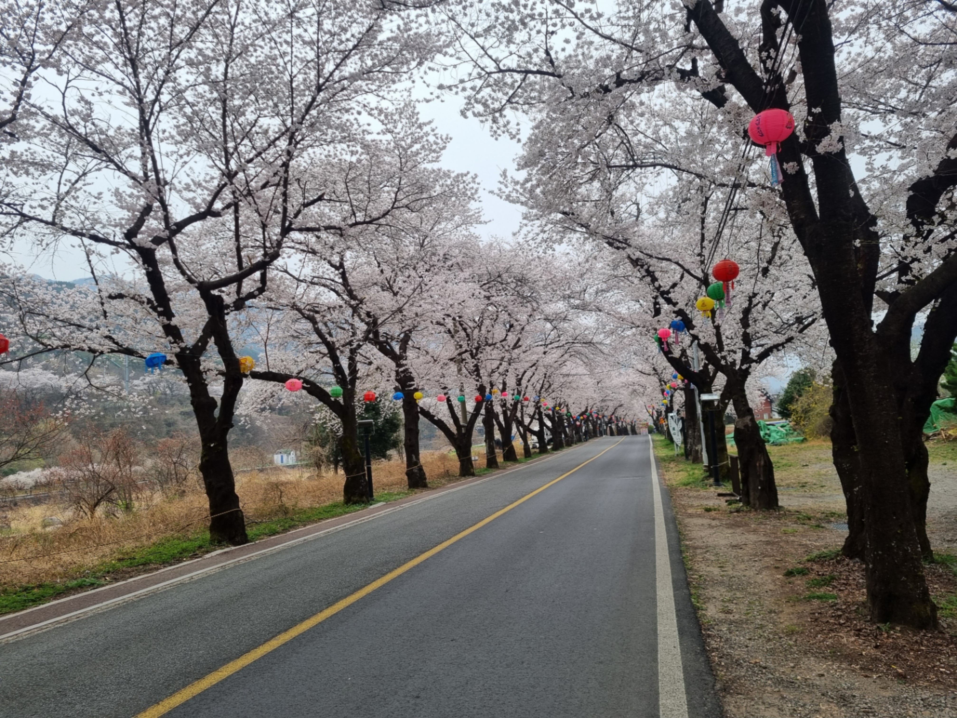 봄 섬진강 풍경 사진 ('26.3)
