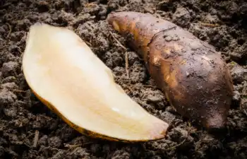 야콘 효능 및 영양성분, 먹는 방법