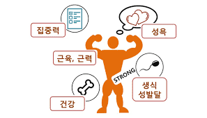 남성호르몬 테스토스테론