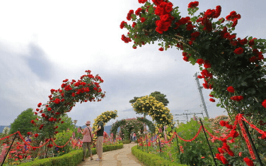 곡성 장미축제 기간, 입장료, 초대가수