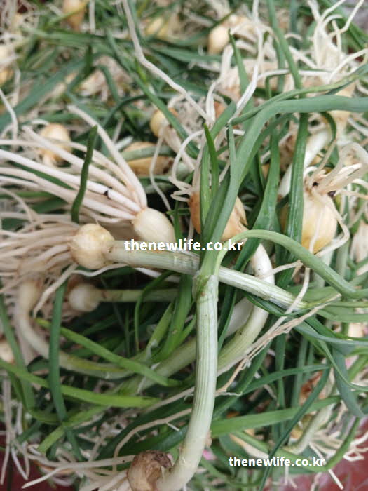 달래 효능의 영양가치와 다양한 요리 활용을 보여주는 실사진