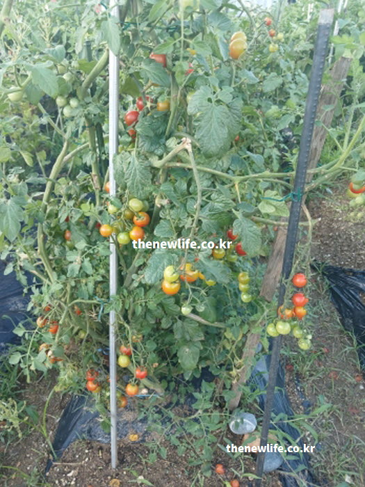 방울토마토의 효능이 눈 점막을 보호하는 비타민 A가 풍부한 실물