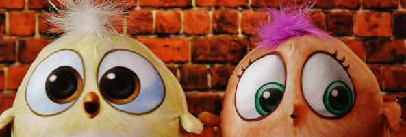 서울 특수반려동물 장난감 전문 매장