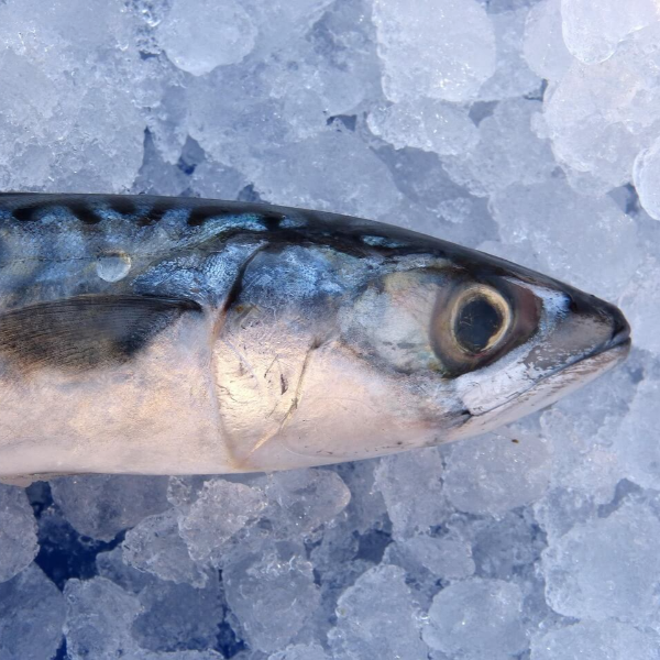 오메가3 효능 사진 18