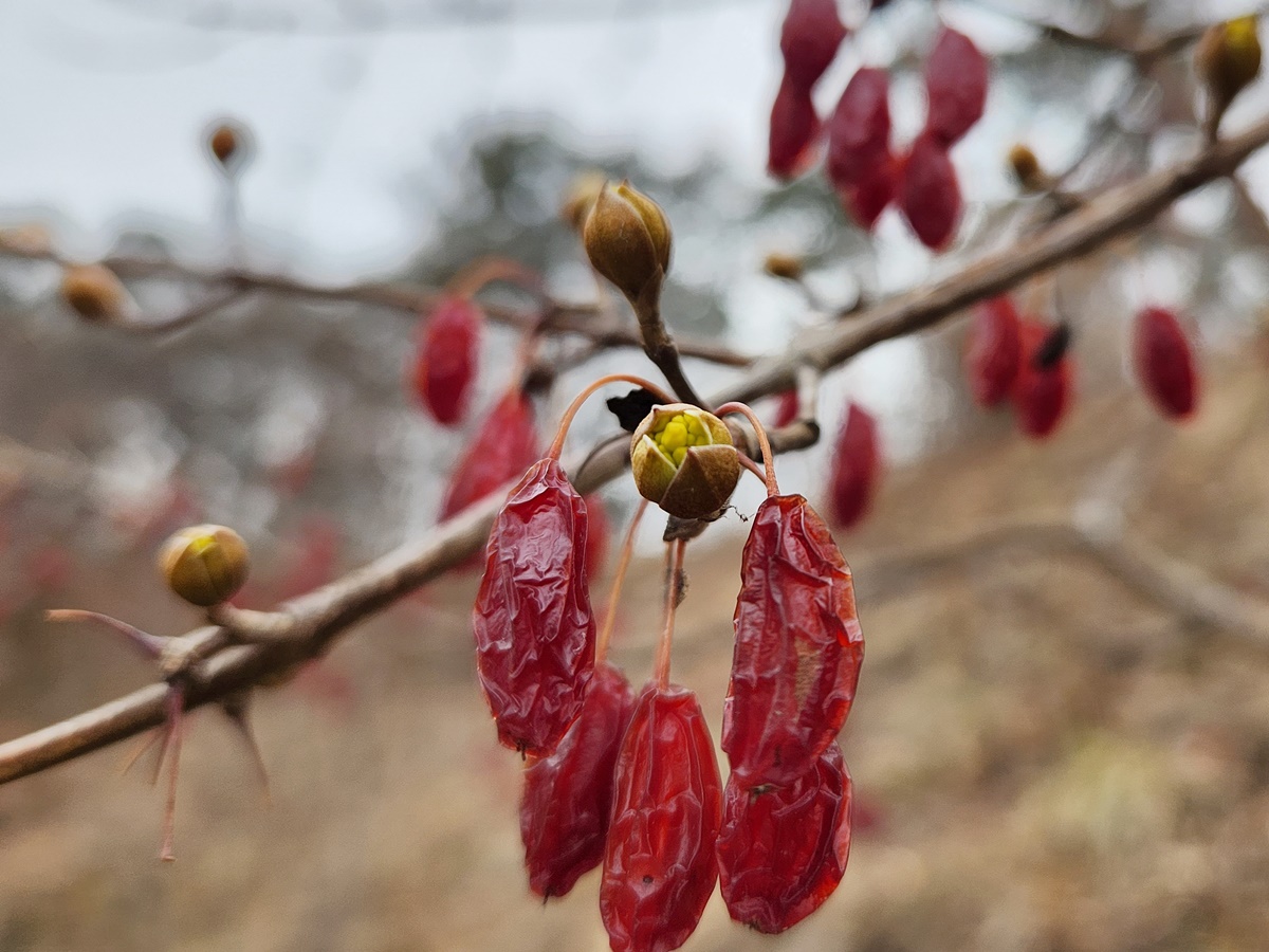 산수유