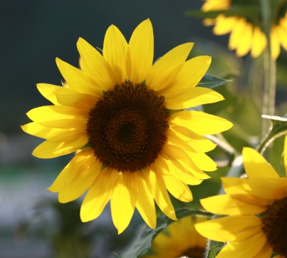 가을에 피는 꽃 종류 갈대-해바라기