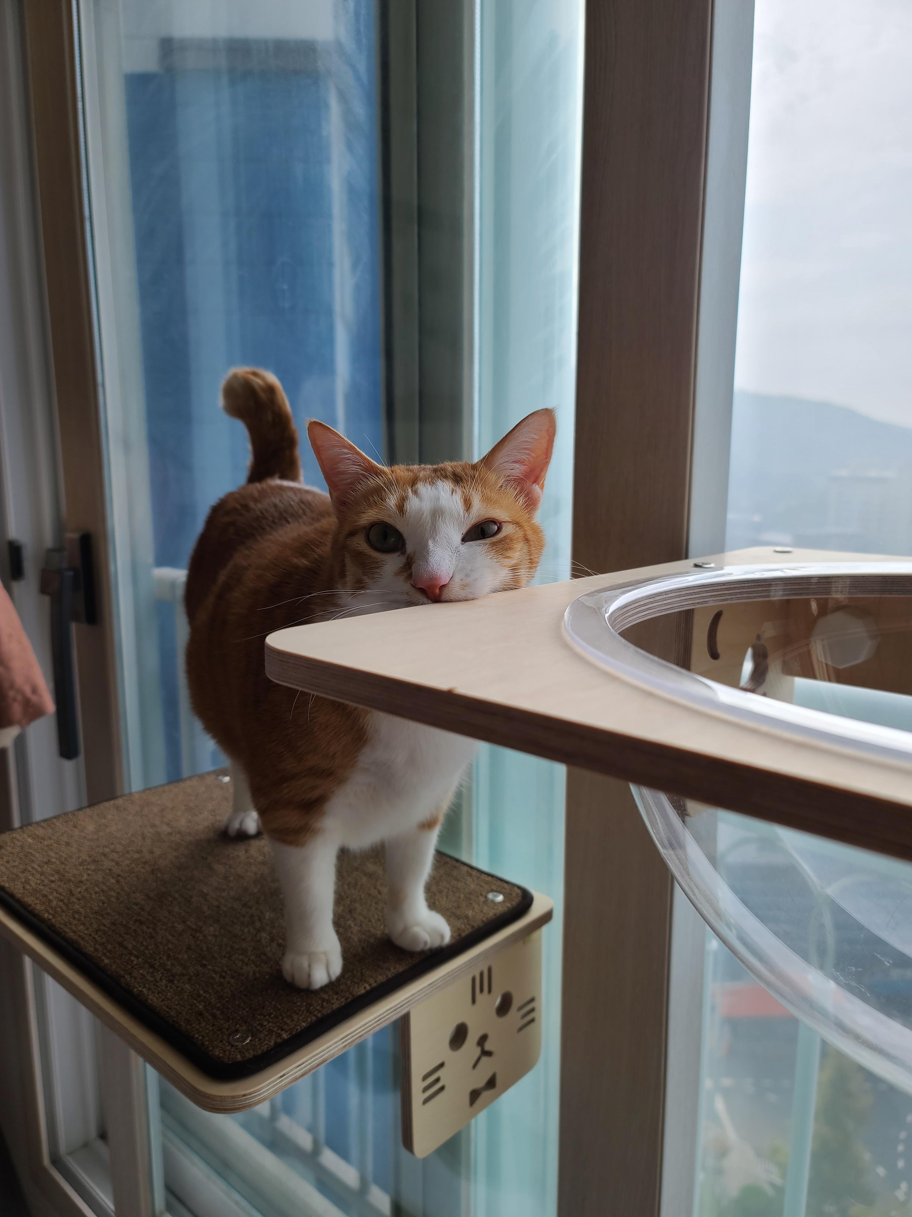 투명 해먹에 올라가고 싶지만 아직은 용기가 없는 고양이들.