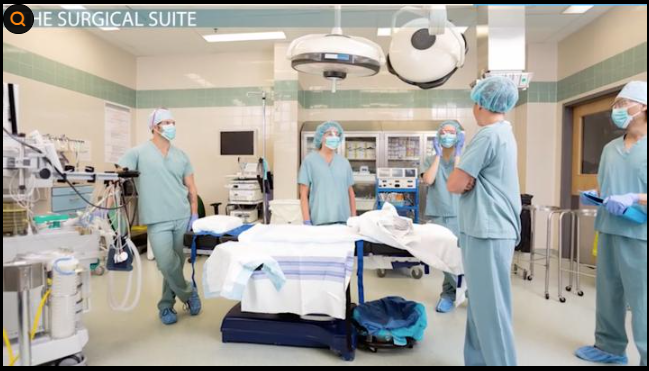 성남 강아지 수술 잘하는 병원 TOP7 (수술비 비교)