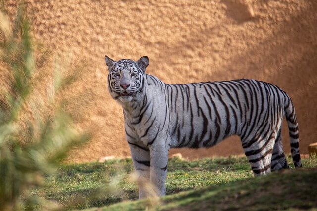 2024년 신년운세 호랑이띠,범띠 3월 어느덧 반환점을 지나~