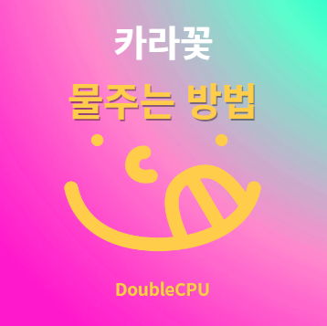 카라꽃 물주기