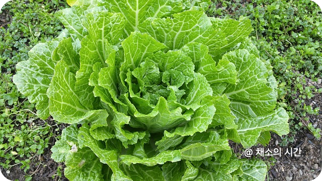 배추의 효능과 효과를 높이는 조리법