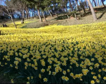 서산 유기방 가옥 수선화 축제_11