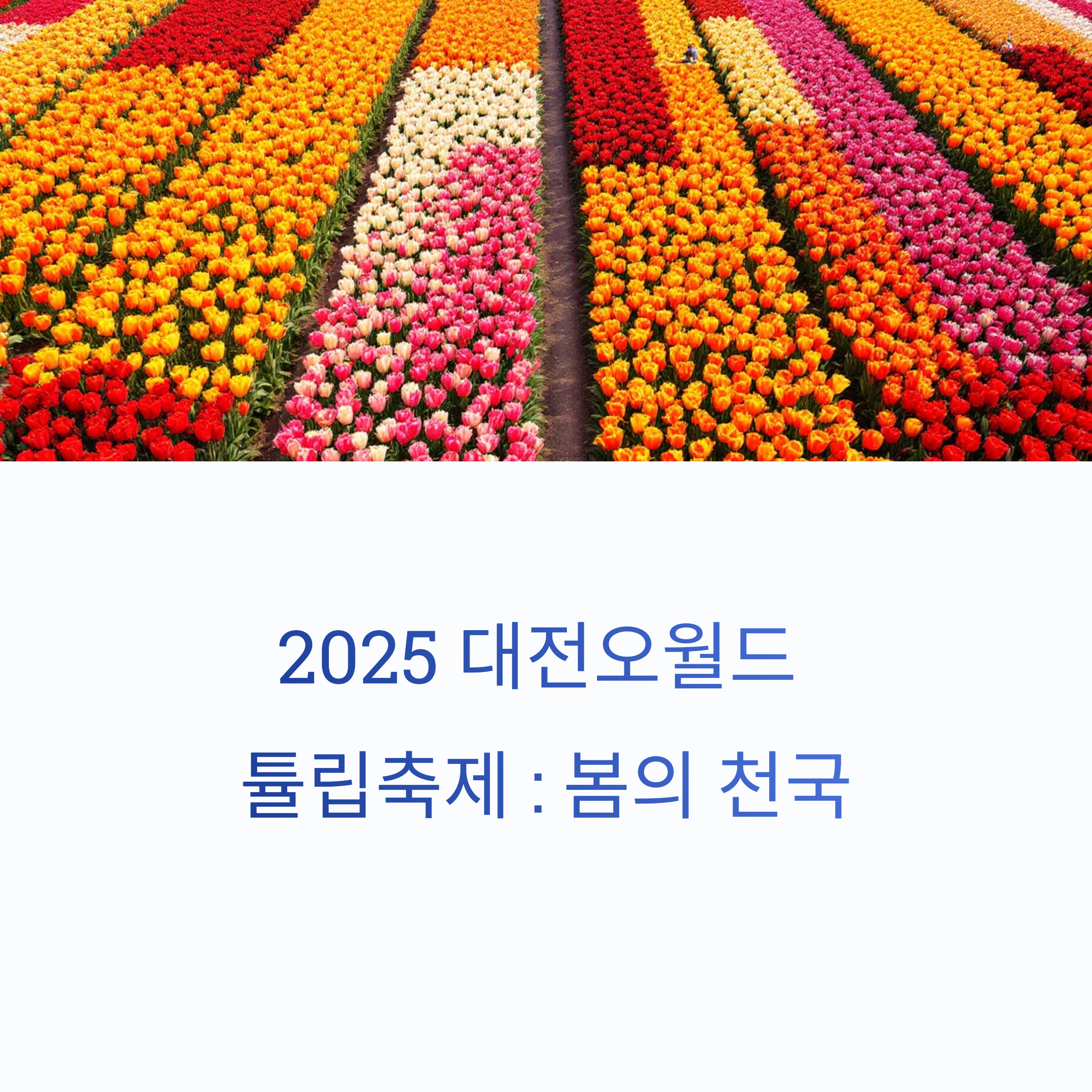 대전오월드 튤립축제 리얼 후기: 아이와 가기 좋은 이유