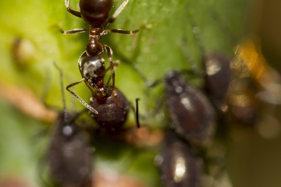 화초와 텃밭의 불청객 진딧물, 예방/퇴치/천연 살충제
