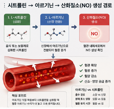 시트룰린-효능-다이어트-내돈내산-효과-추천