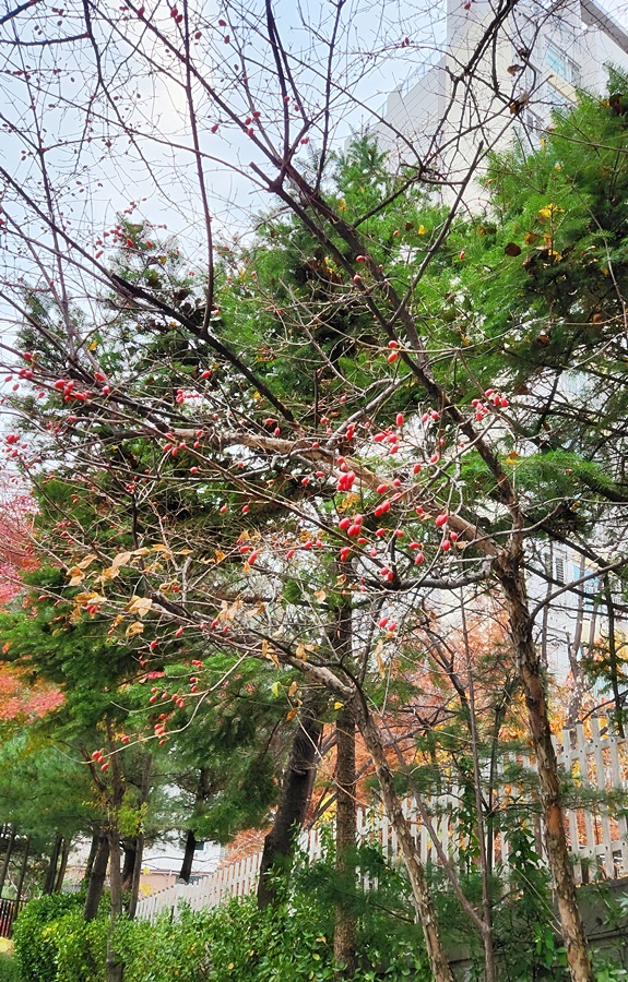 빨간 산수유 나무와 열매