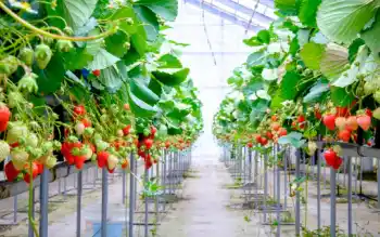 딸기 가격 및 효능 영양성분