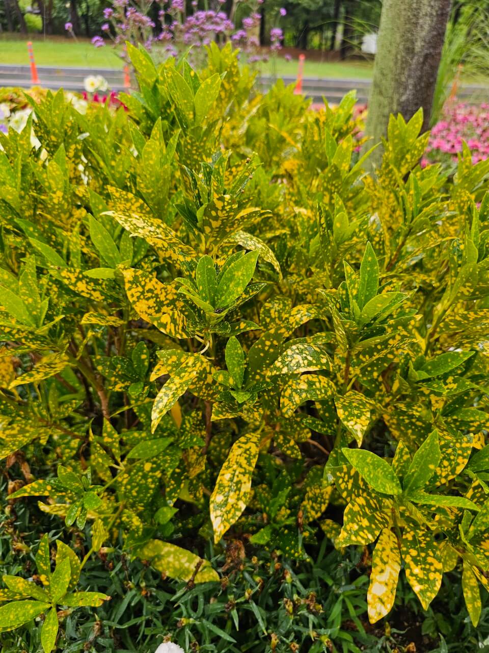 장애여성 복지정책 국제 비교