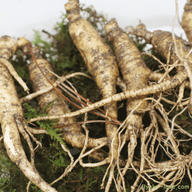 만성 피로 해소에 좋은 인삼