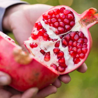 석류_Pomegranate