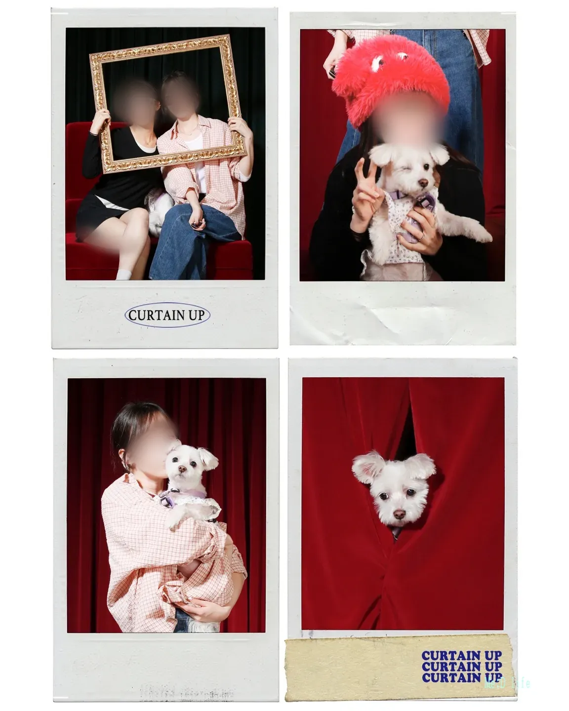 아산-사진관-스튜디오-셀프사진관-커튼업-이색컨셉-강아지-반려동물사진-가족사진-커플사진-타임랩스-소품