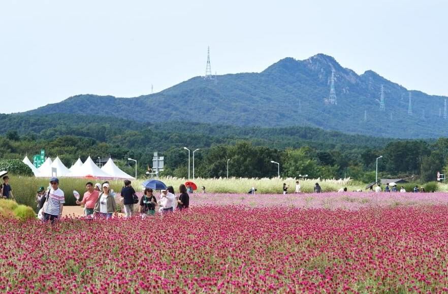 양주 나리공원 천만송이 천일홍 축제