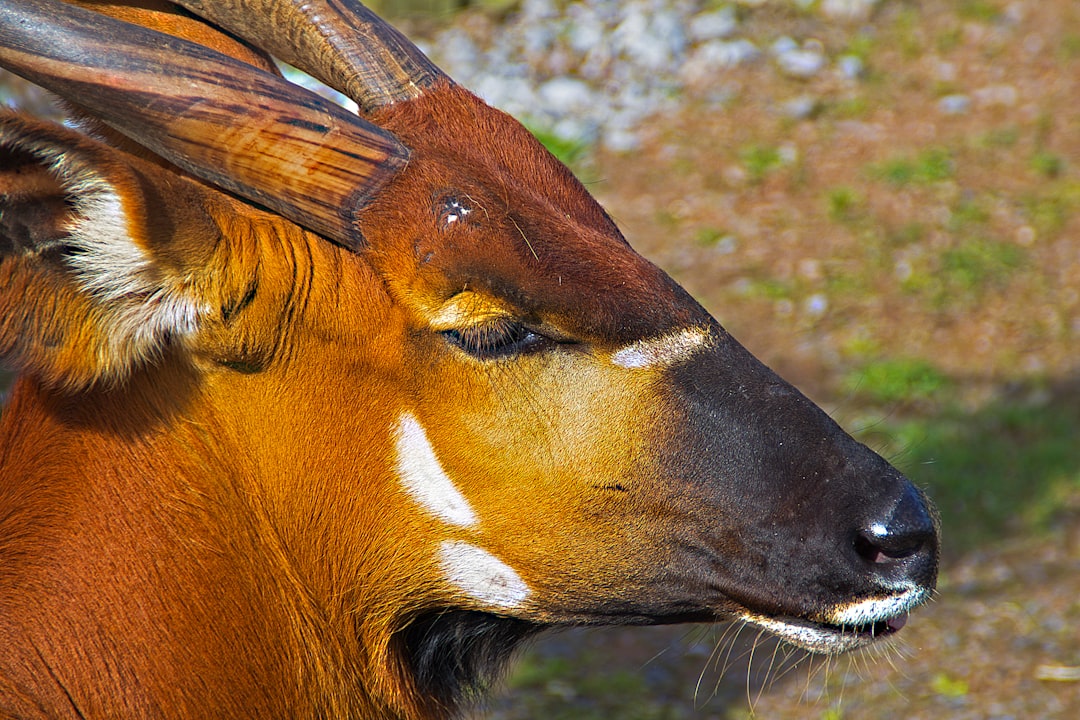 'Bongo'