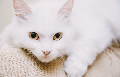 하얀 고양이.