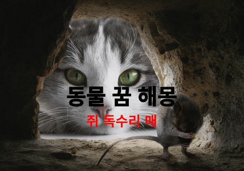 무료 꿈 해몽 풀이 ( 독수리, 매 , 쥐가 나오는 꿈은 흉몽 일까요? 길몽 일가요 ?)