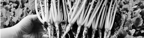 열무 파종시기: 봄열무