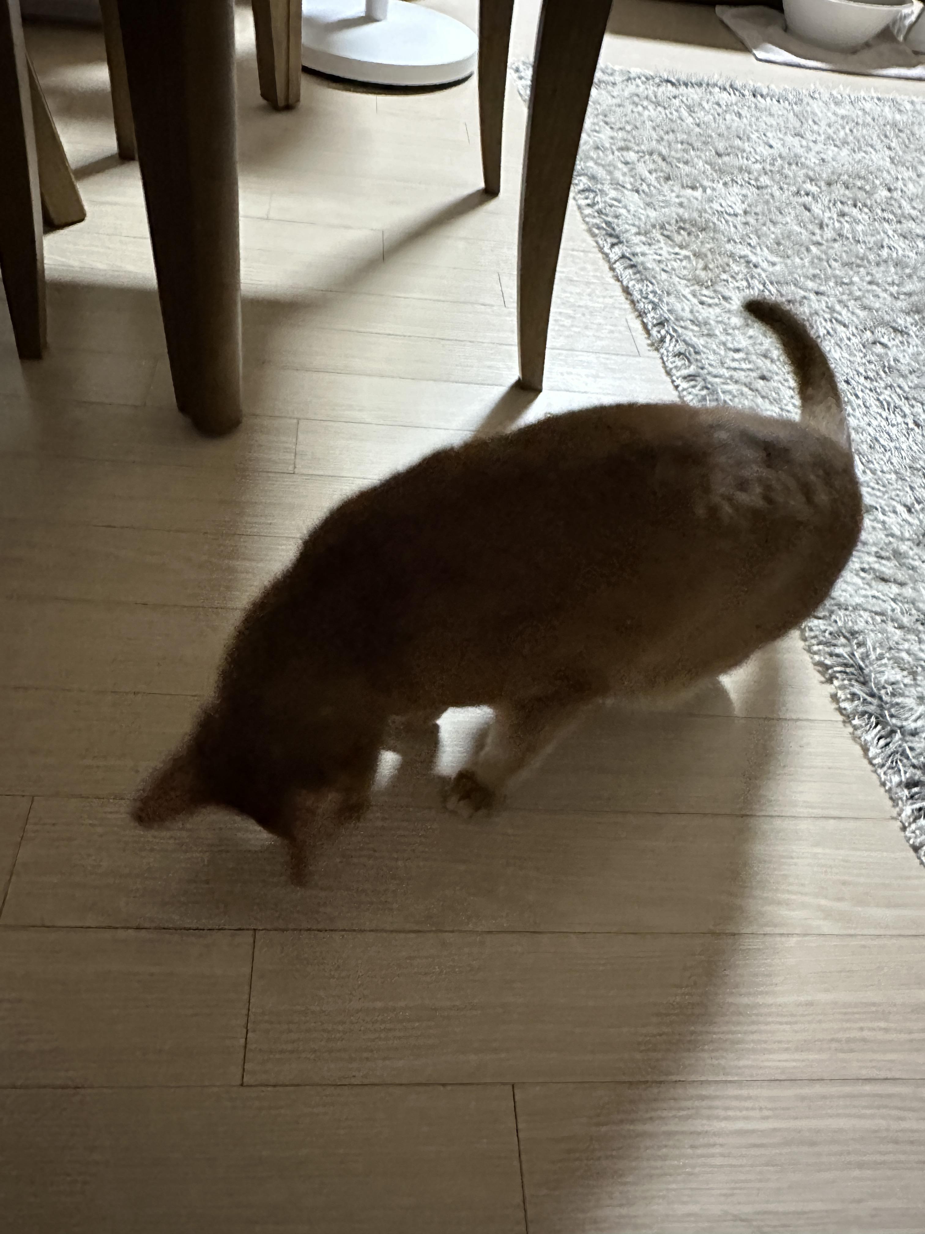 발치_후_집으로_돌아온_루나