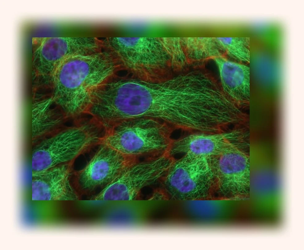 자가면역질환 관리_1_subsection