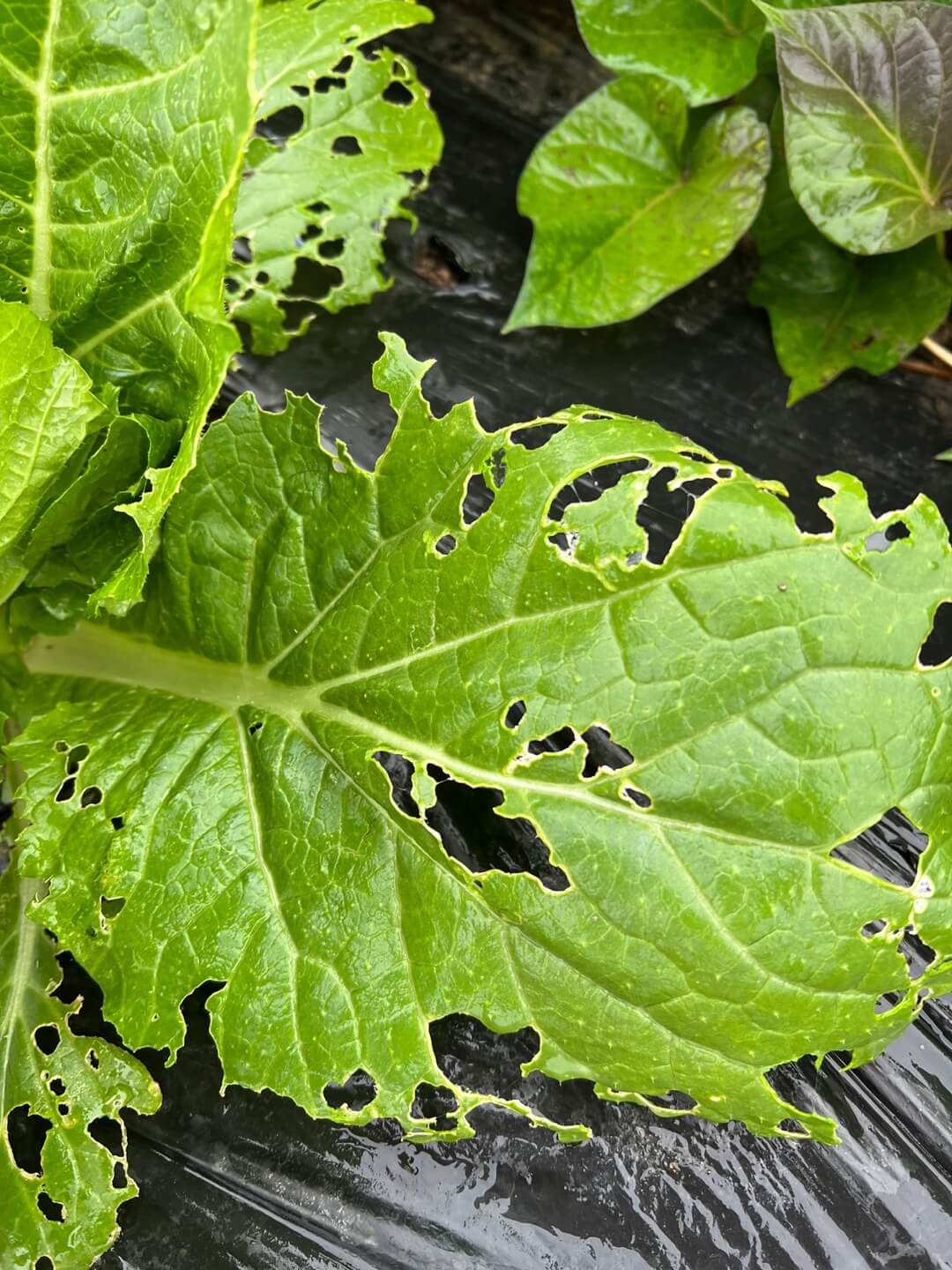 해충피해를 받은 배추 