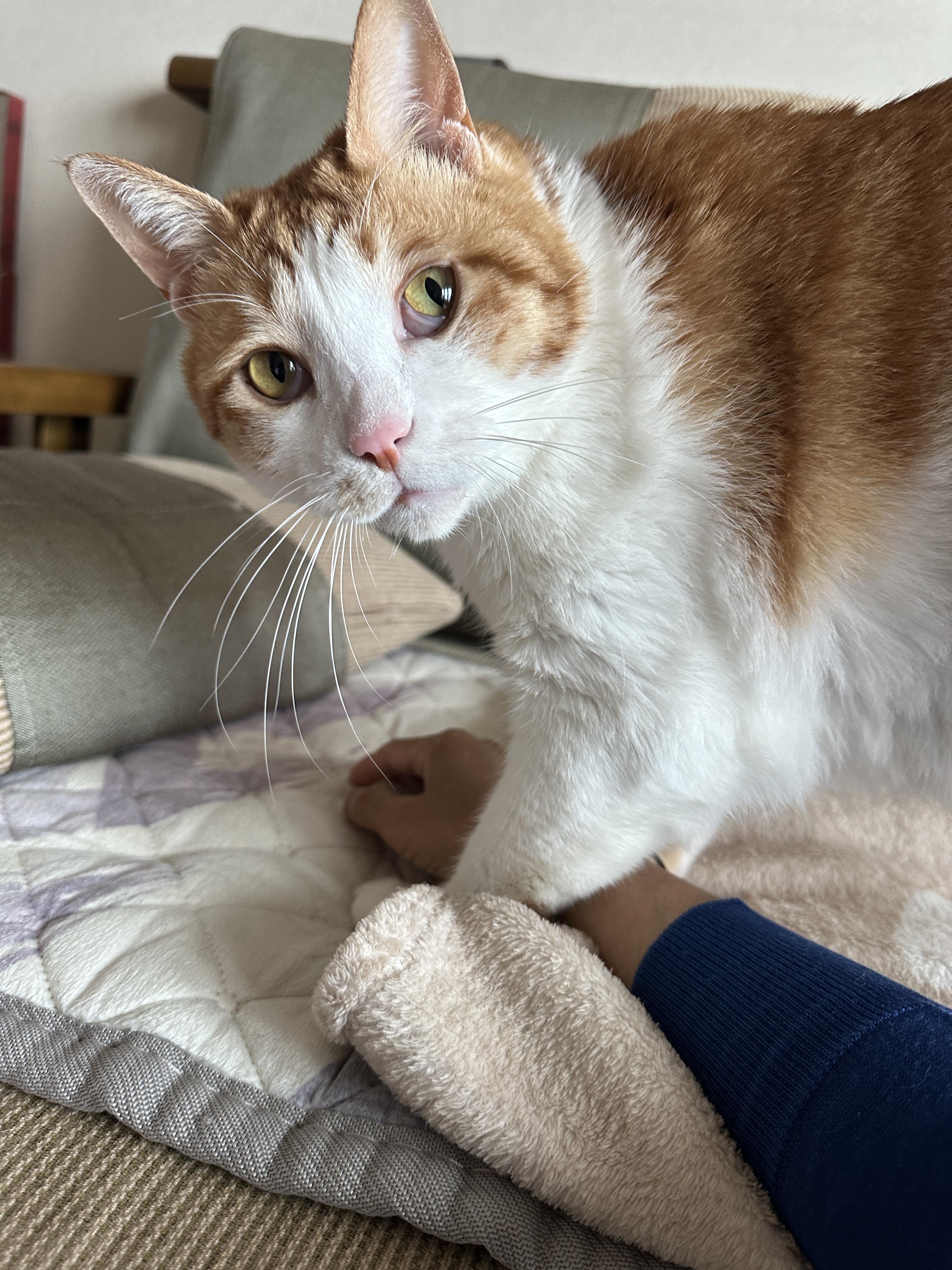 잠투정이 너무 사랑스러운거 아니오!(feat.엄마손에 부비부비하는 막둥이)