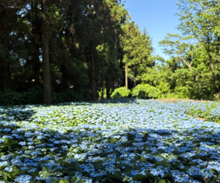 2025 보롬왓 수국정원 축제! 제주에서 만나는 수국 명소(5.30~7.13)