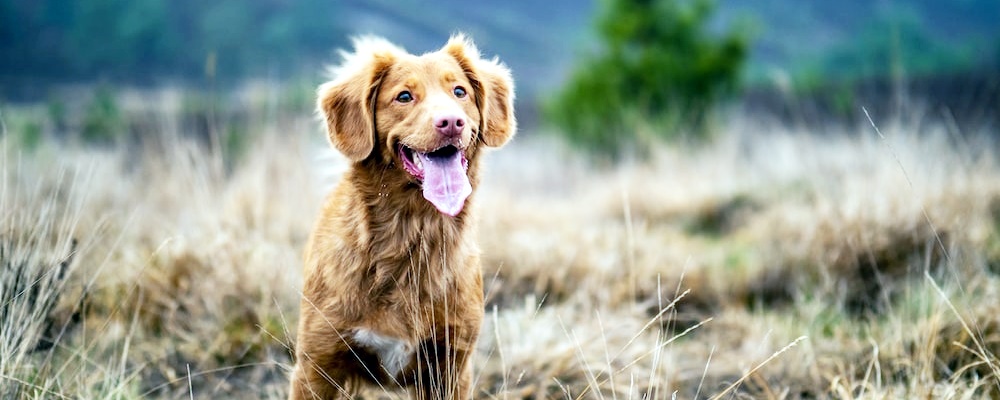 새끼 강아지 키우는법 33 이미지